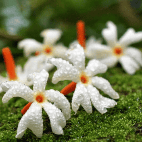 Dr.Ishrat Zahan Snigdha